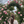 ねね＊四柱推命鑑定士