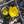 ＠夜鷹