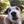 エコル犬の出張訓練Nabei
