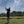 golf haruki