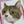 ピラマ
