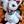 rotodream