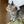 こじかねこ