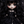surume surume