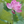 明香璃