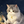 充架／月猫レター