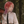 宝珠 結