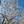 miyamaeri