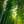bamboo star
