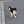 小猫jp