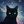 黒猫ホロスコープ