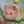 たてごとあざらし