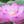蓮の花。