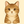 nekonotsukai
