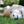inushiba55