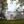 Yviz