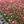 ことのは便り_