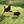 CavyCraft