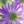 紫花〜霊視カウンセラー〜