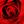 specialrose   ローズ