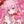 ＊ぽぽ＊＊