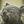 ルバーブ