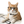 よるねこオフィス