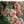 TOWA memorialbouquet