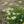 green hum