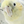 あきないオカメインコ