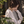 yasuka shimo