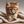blind_cat