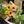 eitomi2flower