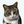 sasara_cats