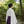 月杜煌（つきもりこう）│霊視鑑定師