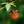 bird_denshi