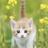 新月の猫