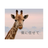キリンさん＿＿