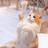 kitty0303