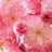 sakura〜咲良