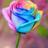 レインボーROSE