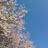 祥扇（shosen）