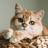 動画ねこ