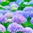 Flor
