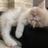 Nyan_maru。