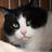 ねこまる12