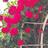 wildberry3004