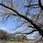 chappy_0705