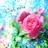 Ciel rose