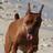 Kennel Astrea